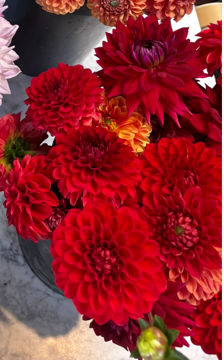 Joan's Collection @ Two Pony Two Pony Dahlia Plant 'RED CAP’ Joan's Collection