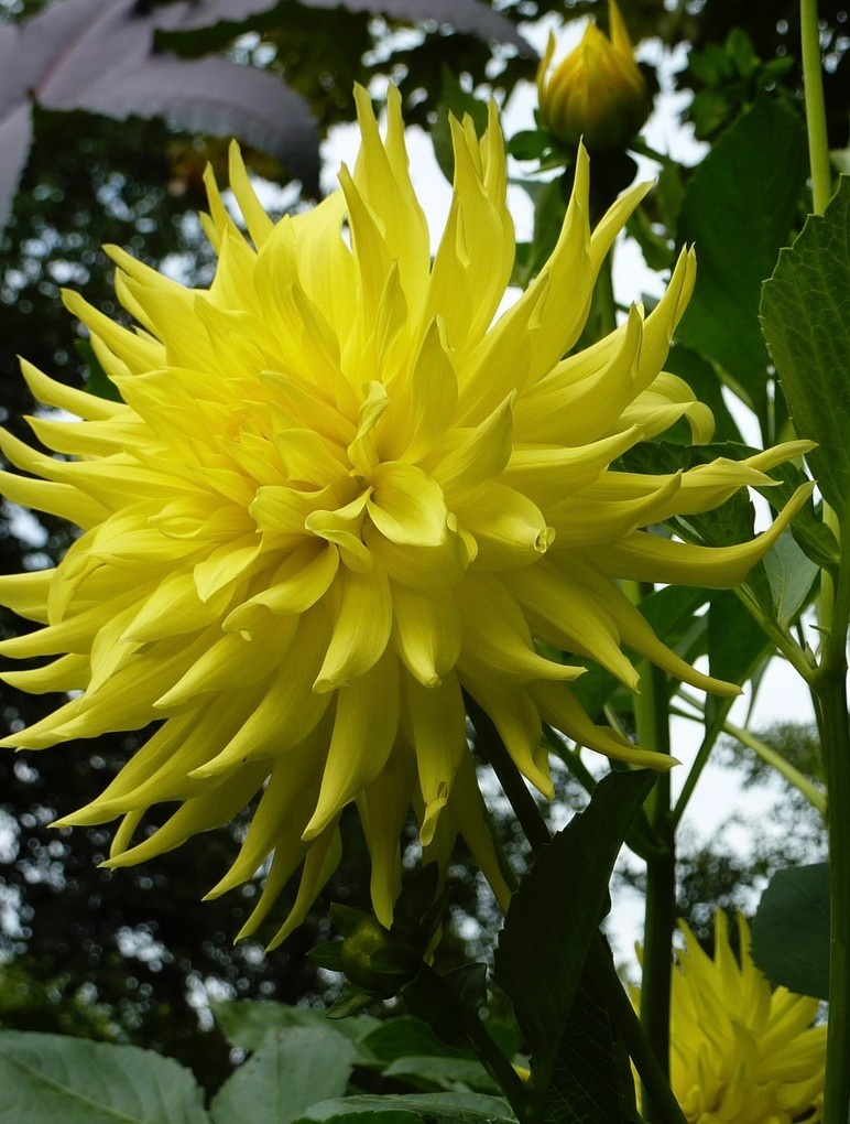Two Pony Dahlia Plant ‘PARKLAND AMIGO’
