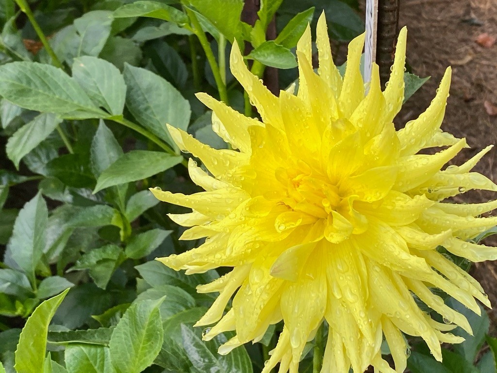 Two Pony Dahlia Plant ‘PARKLAND AMIGO’