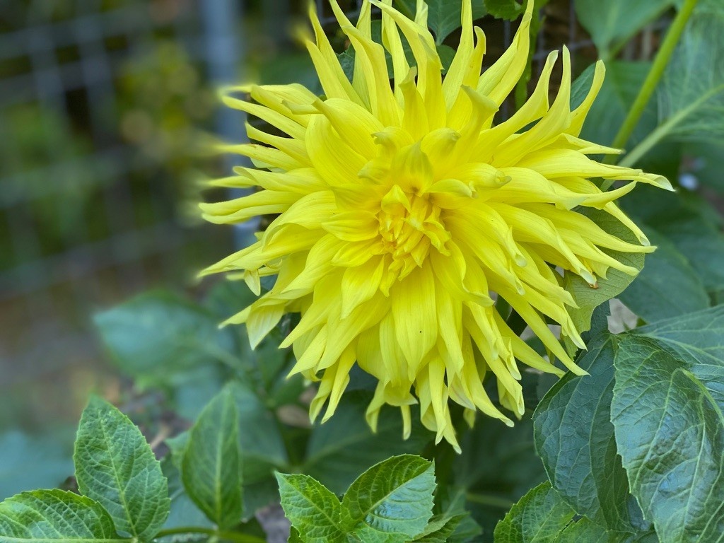 Two Pony Dahlia Plant ‘PARKLAND AMIGO’