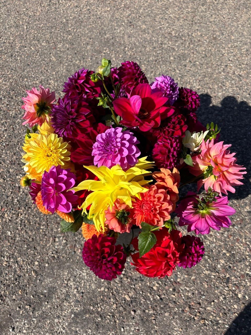 Two Pony Dahlia Plant ‘PARKLAND AMIGO’