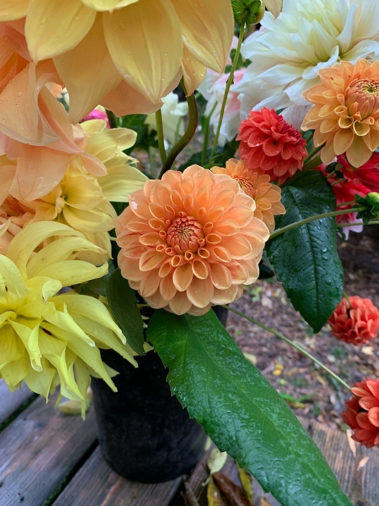 Two Pony Dahlia Plant ‘PARKLAND AMIGO’