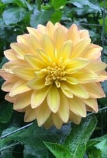 Two Pony Dahlia Plant ‘MISS AMARA’