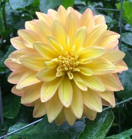 Two Pony Dahlia Plant ‘MISS AMARA’