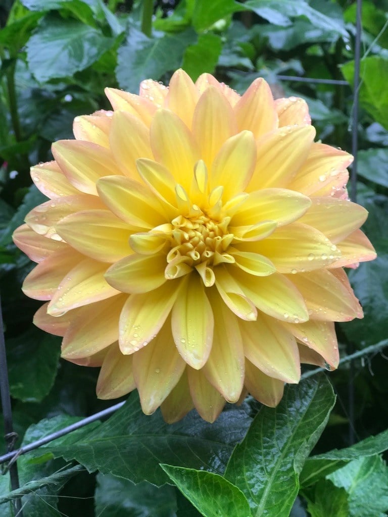 Two Pony Dahlia Plant ‘MISS AMARA’