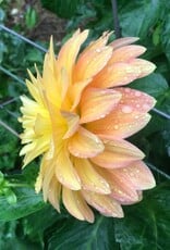 Two Pony Dahlia Plant ‘MISS AMARA’
