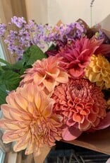 Two Pony Dahlia Plant ‘MISS AMARA’