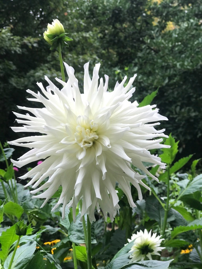 Two Pony Dahlia Plant ‘MAGIC MOMENT’