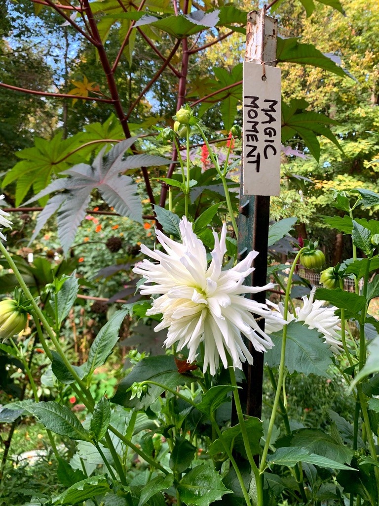 Two Pony Dahlia Plant ‘MAGIC MOMENT’