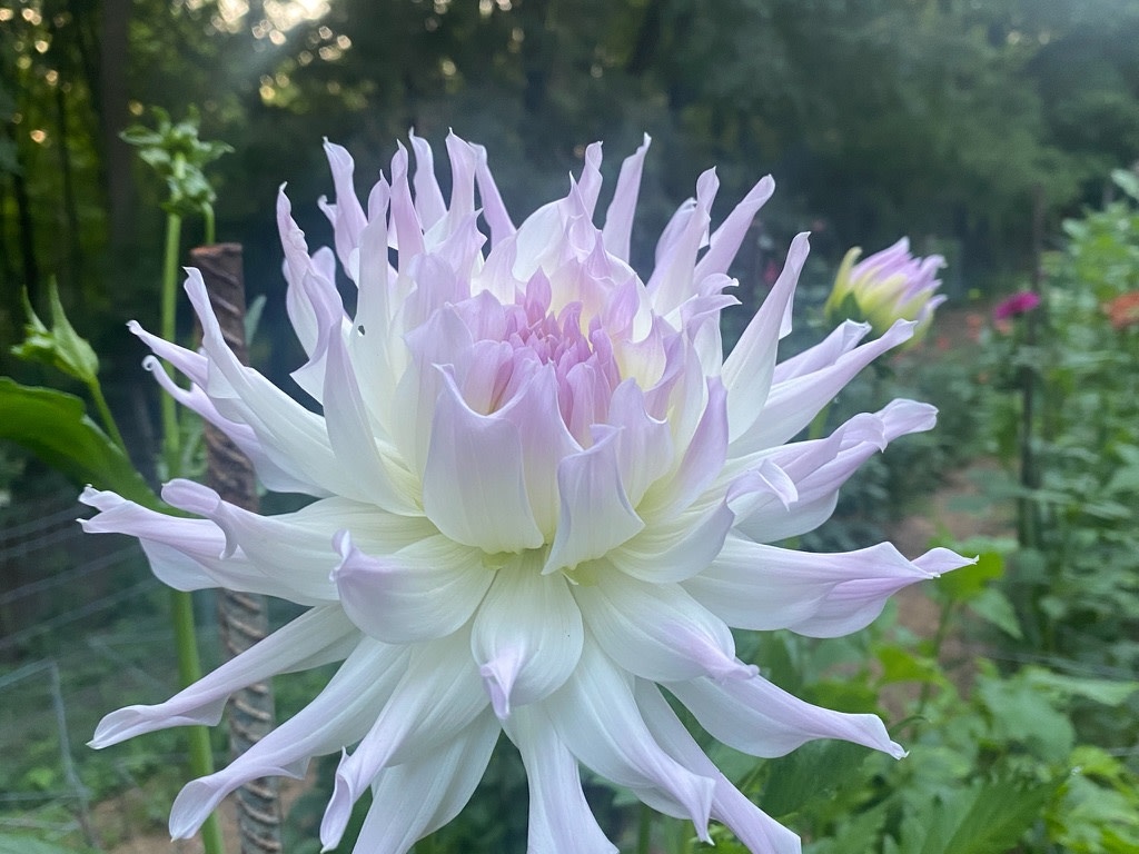 Two Pony Dahlia Plant ‘MAGIC MOMENT’