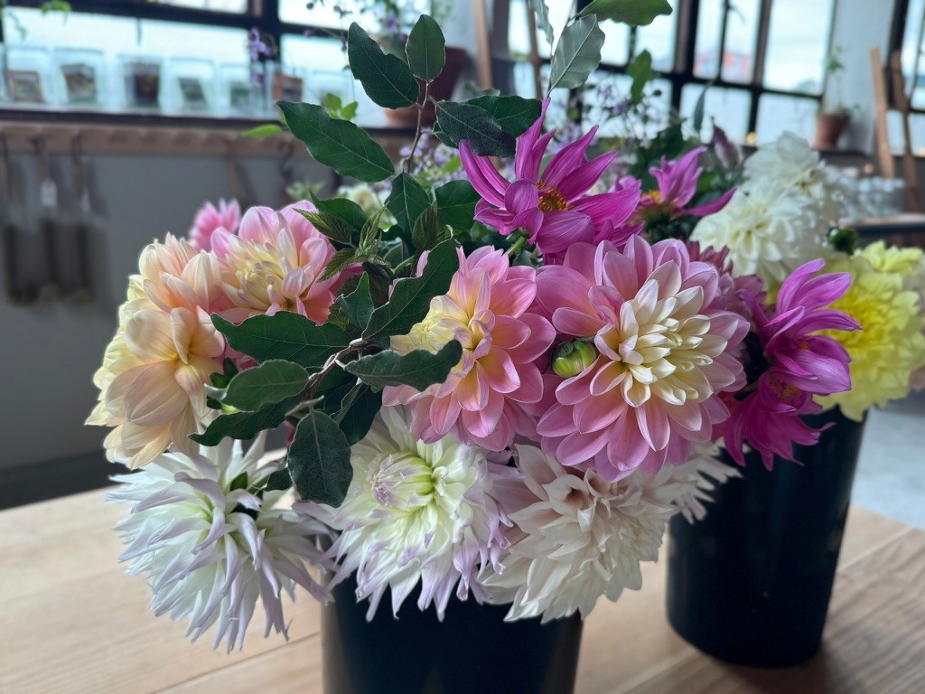 Two Pony Dahlia Plant ‘MAGIC MOMENT’