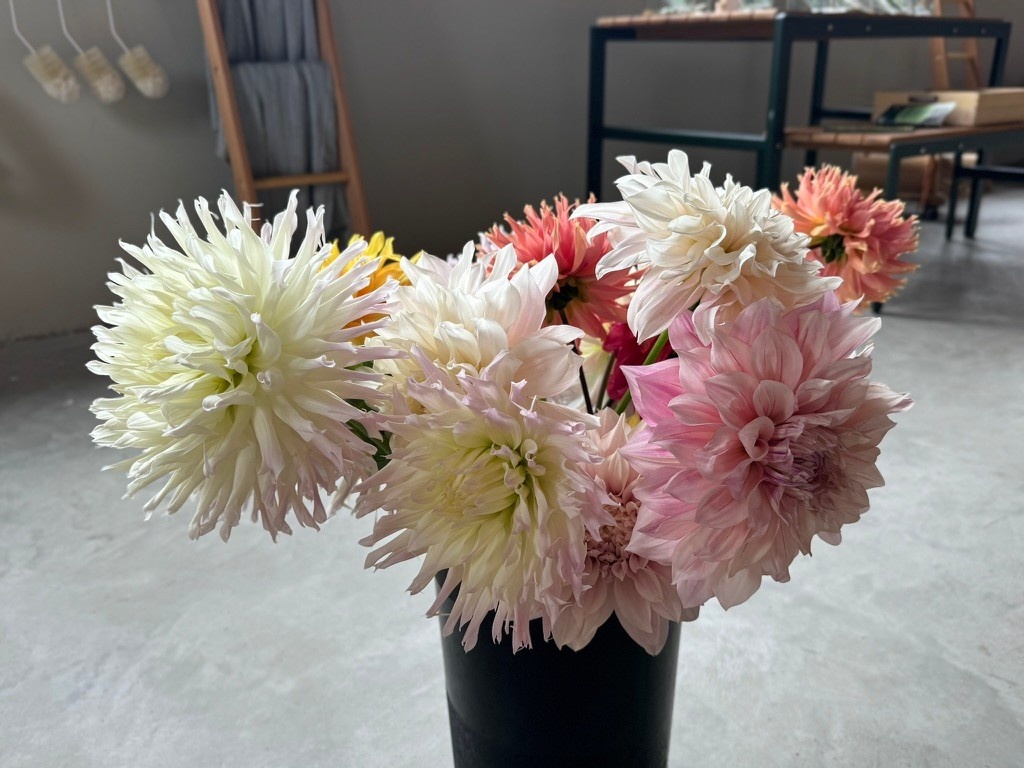 Two Pony Dahlia Plant ‘MAGIC MOMENT’