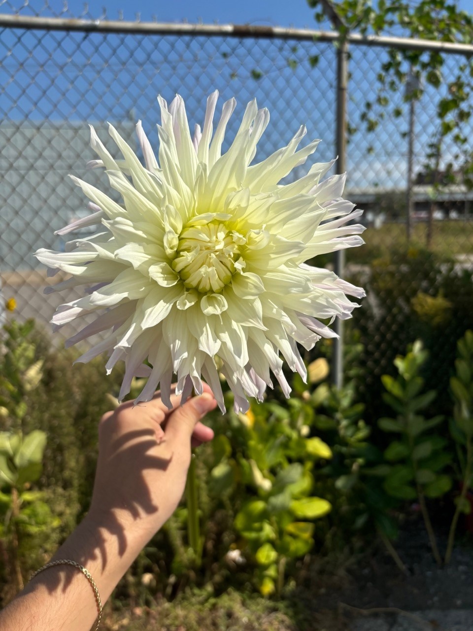 Two Pony Dahlia Plant ‘MAGIC MOMENT’
