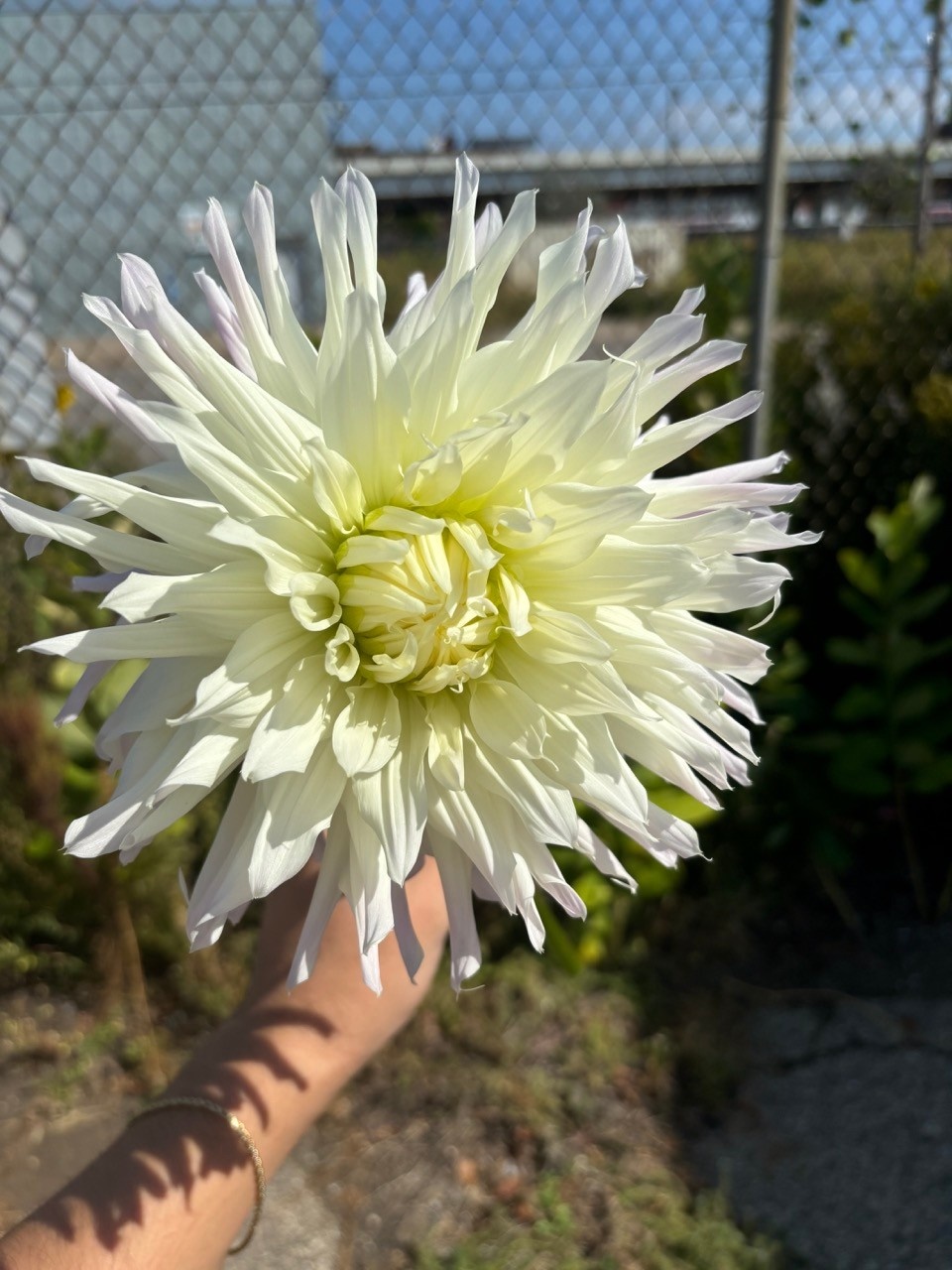 Two Pony Dahlia Plant ‘MAGIC MOMENT’