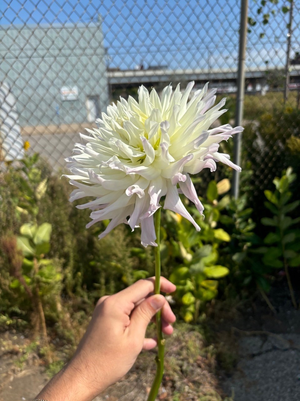 Two Pony Dahlia Plant ‘MAGIC MOMENT’