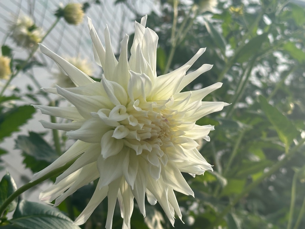 Two Pony Dahlia Plant ‘MAGIC MOMENT’