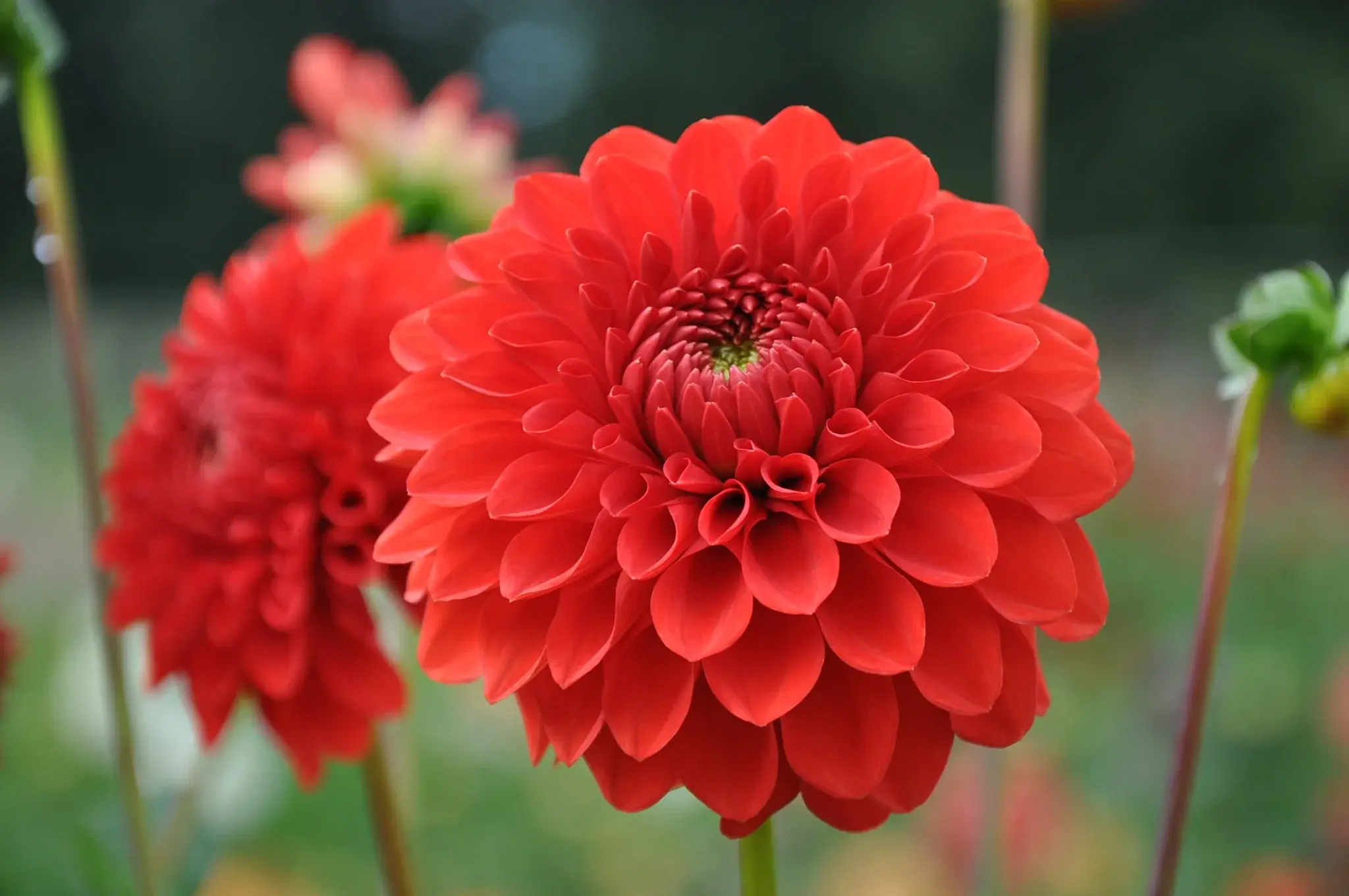 Two Pony Dahlia Plant ‘LOLLIPOP’