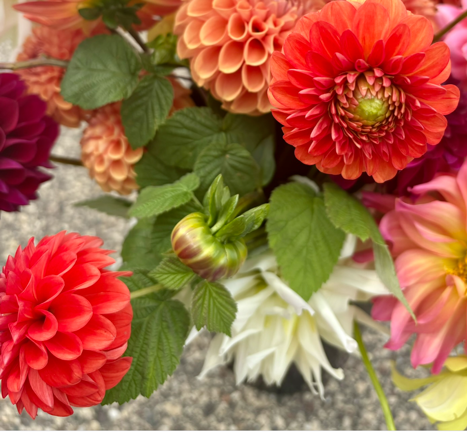 Two Pony Dahlia Plant ‘LOLLIPOP’