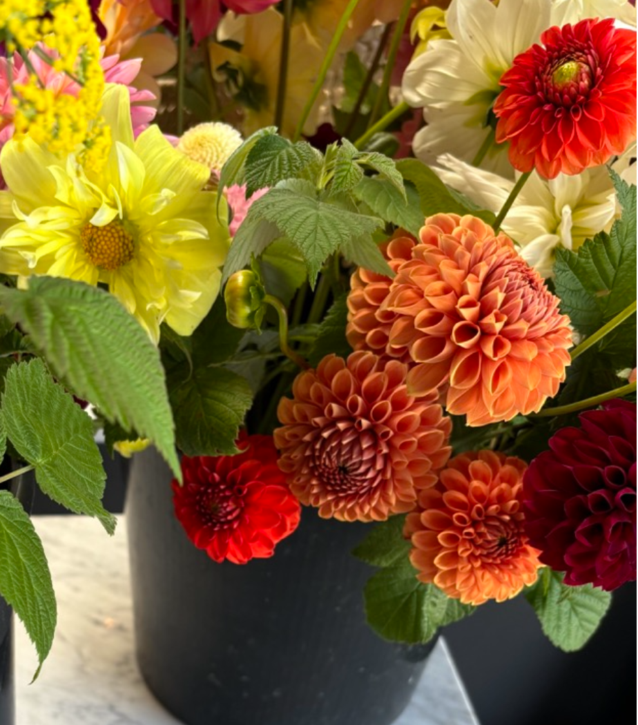Two Pony Dahlia Plant ‘LOLLIPOP’