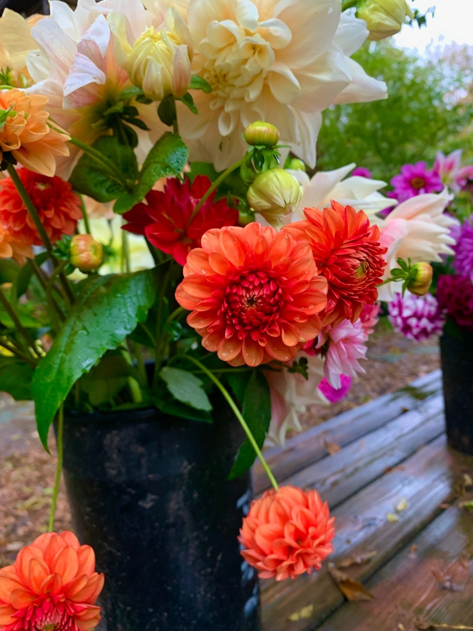 Two Pony Dahlia Plant ‘LOLLIPOP’