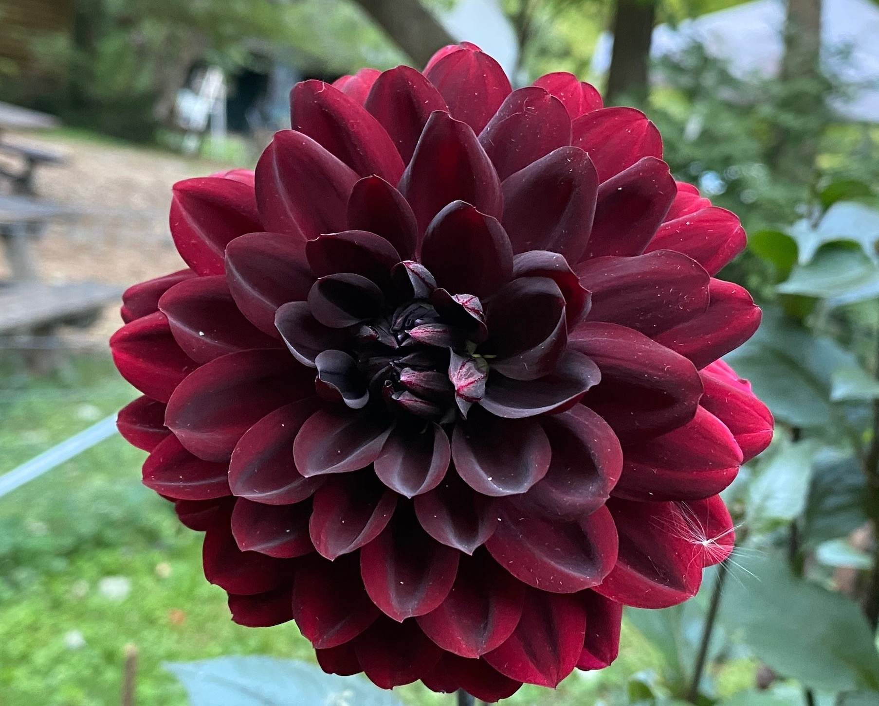 Two Pony Dahlia Plant ‘KARMA CHOC’