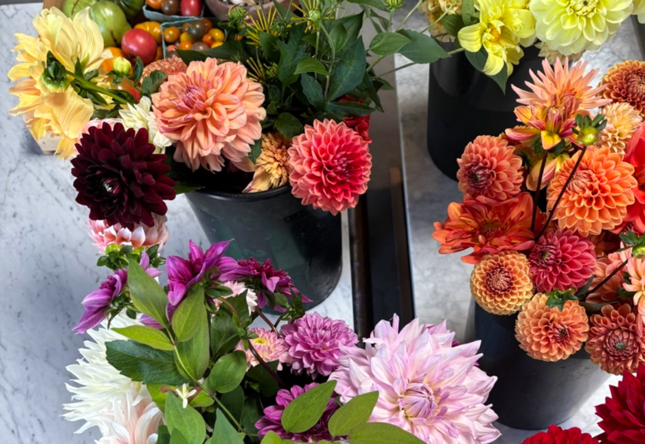 Two Pony Dahlia Plant ‘KARMA CHOC’