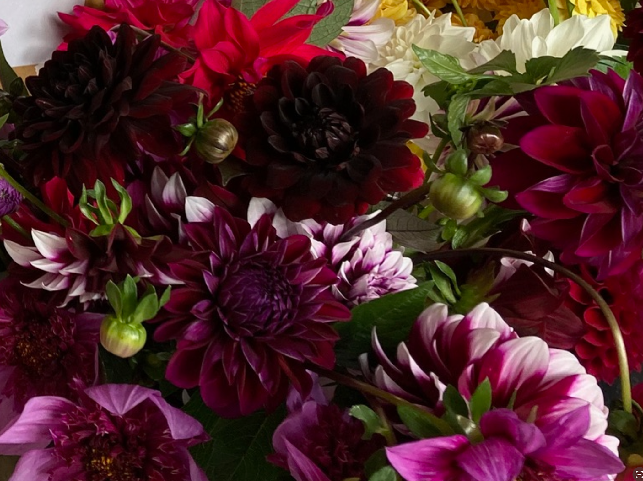 Two Pony Dahlia Plant ‘KARMA CHOC’