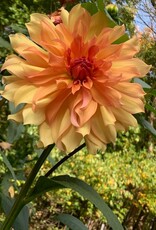 Two Pony Dahlia Plant ‘JANE COWL’