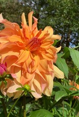 Two Pony Dahlia Plant ‘JANE COWL’