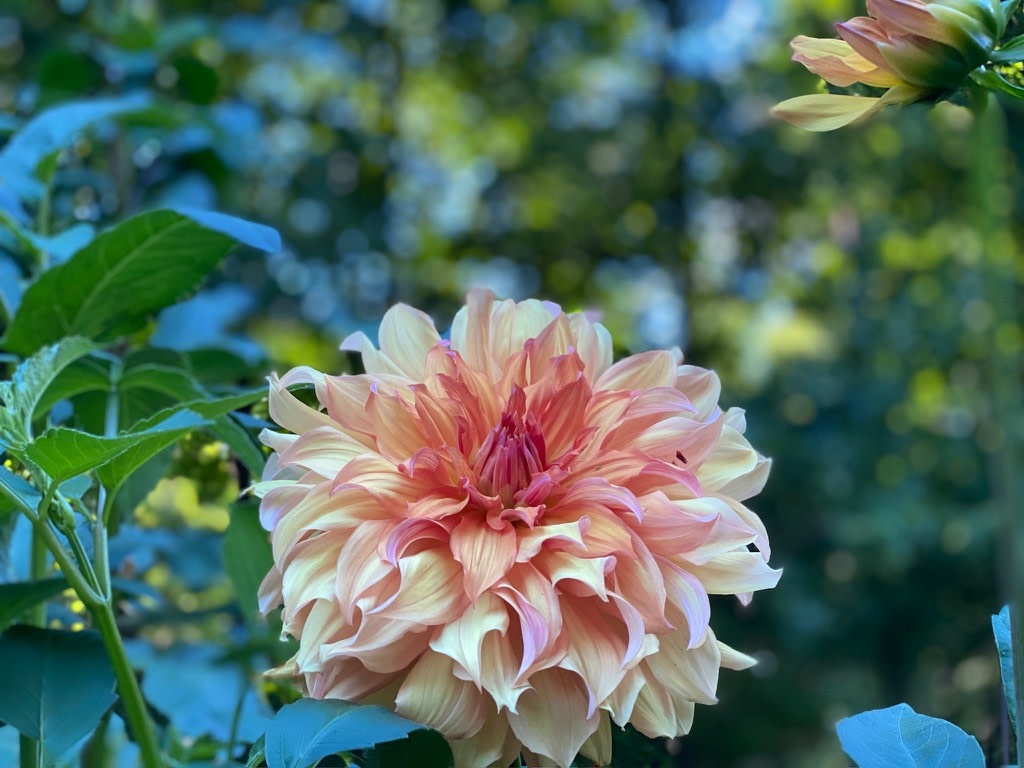 Two Pony Dahlia Plant ‘JANE COWL’