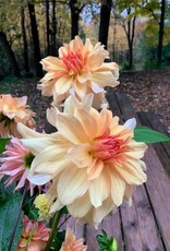 Two Pony Dahlia Plant ‘JANE COWL’