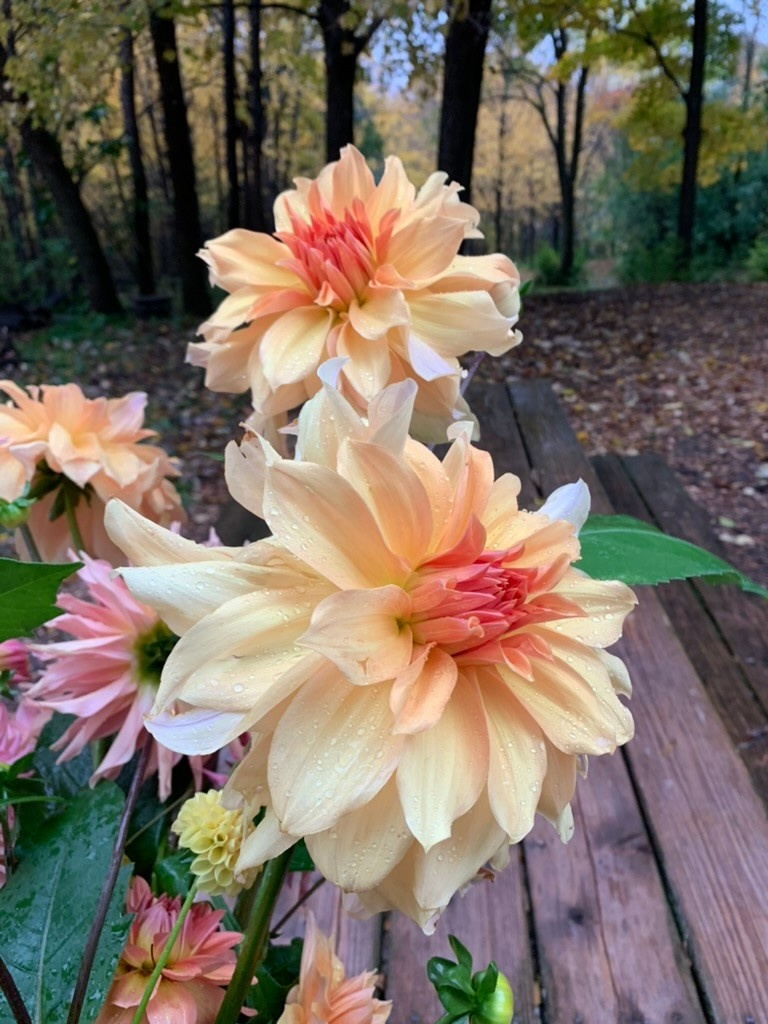 Two Pony Dahlia Plant ‘JANE COWL’