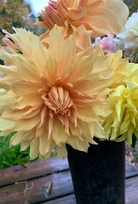 Two Pony Dahlia Plant ‘JANE COWL’