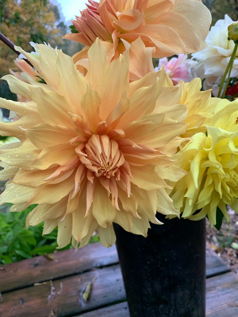 Two Pony Dahlia Plant ‘JANE COWL’