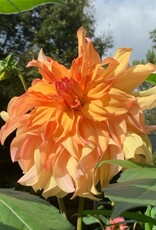 Two Pony Dahlia Plant ‘JANE COWL’