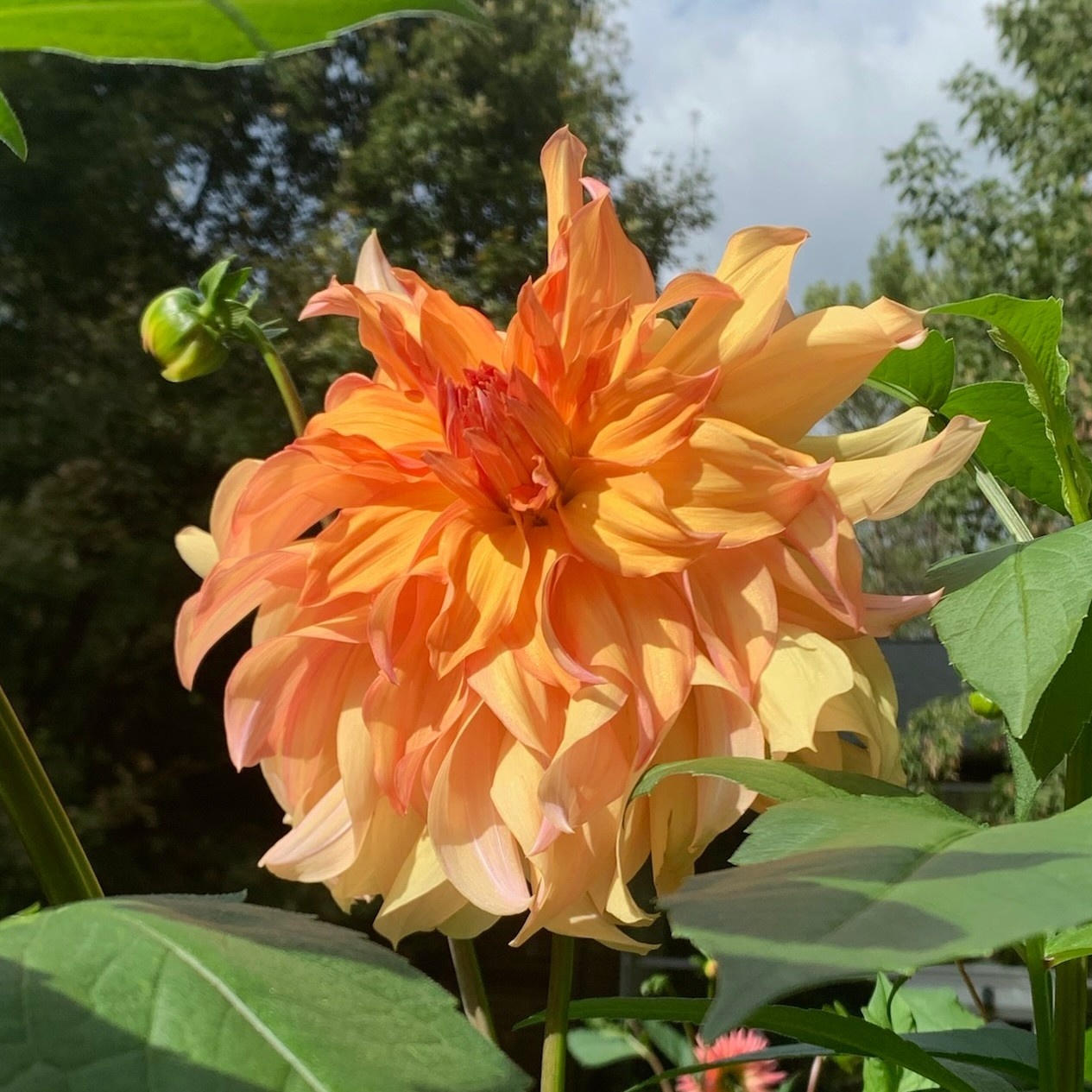 Two Pony Dahlia Plant ‘JANE COWL’