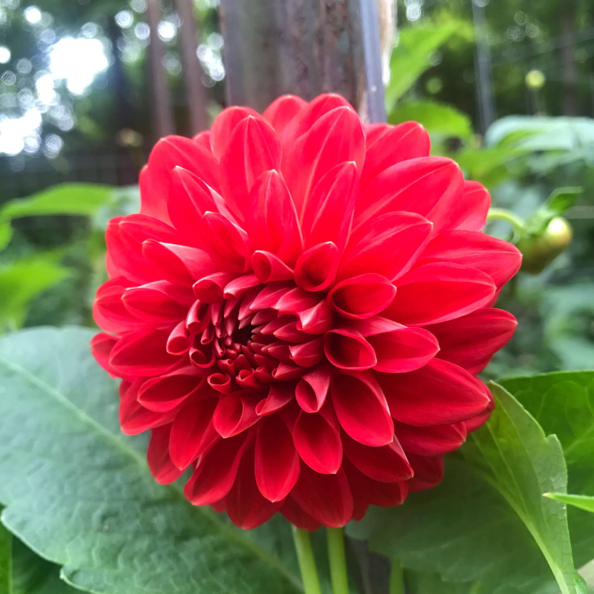 Two Pony Dahlia Plant ‘INTRIGUE’