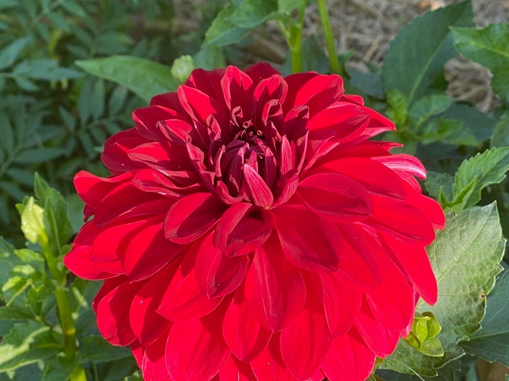Two Pony Dahlia Plant ‘AMERICAN BEAUTY’