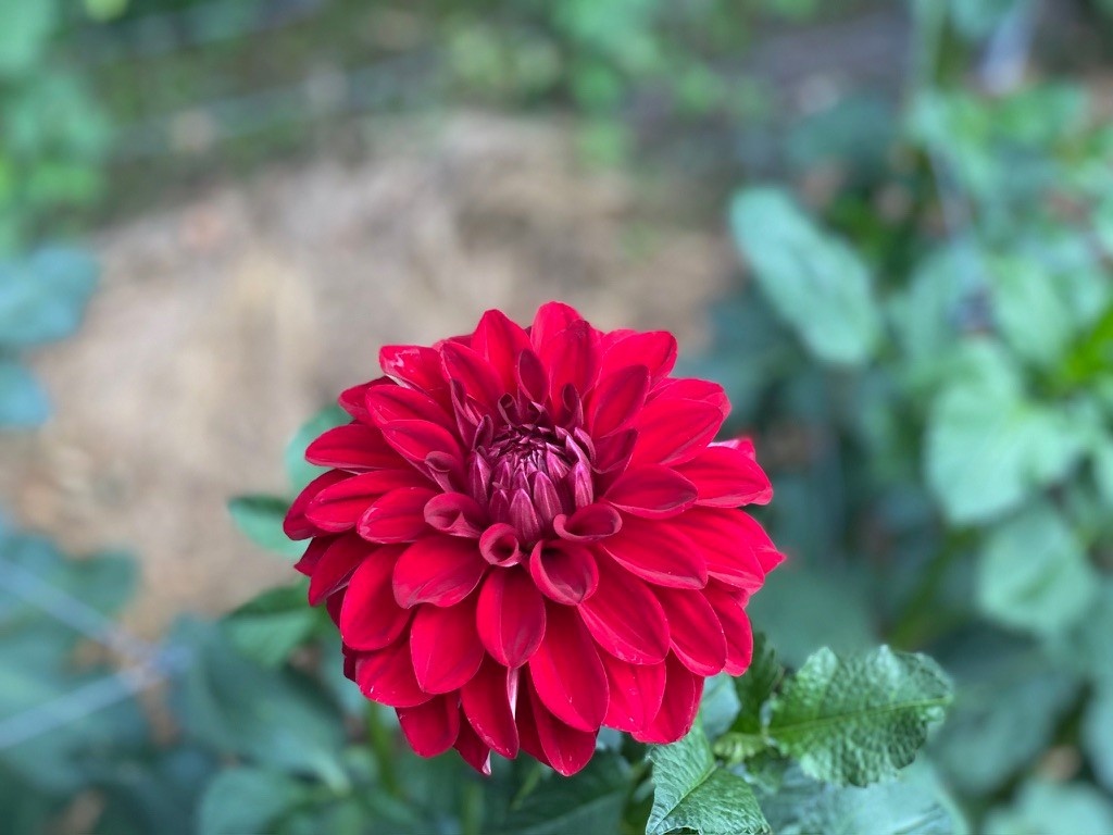 Two Pony Dahlia Plant ‘AMERICAN BEAUTY’