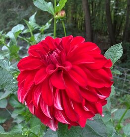 Joan's Collection @ Two Pony Two Pony Dahlia Plant 'AMERICAN BEAUTY’