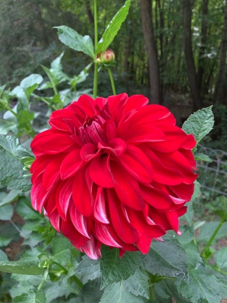 Two Pony Dahlia Plant ‘AMERICAN BEAUTY’