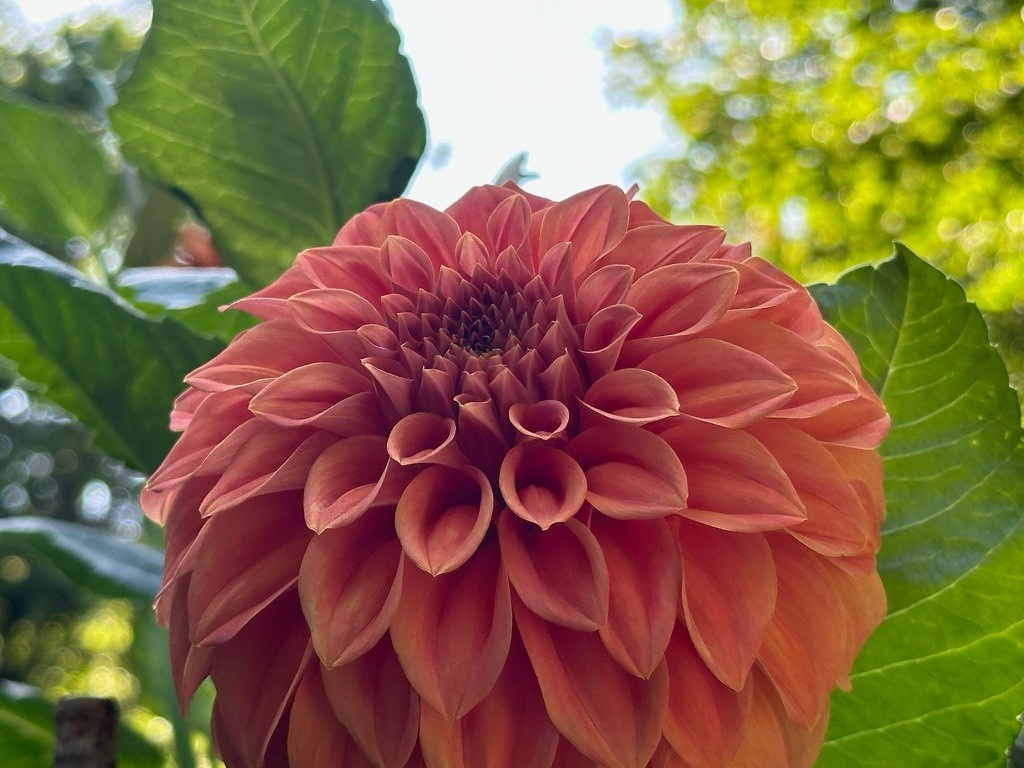 Two Pony Dahlia Plant ‘BARBARRY SALMON’