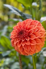 Two Pony Dahlia Plant ‘BARBARRY SALMON’