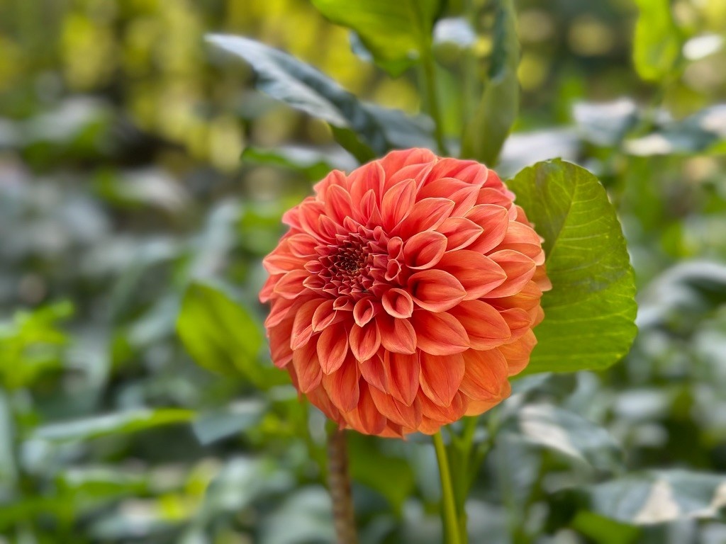 Two Pony Dahlia Plant ‘BARBARRY SALMON’