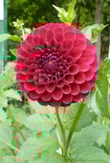 Joan's Collection @ Two Pony Two Pony Dahlia Plant 'CORNEL’ Joan's Collection