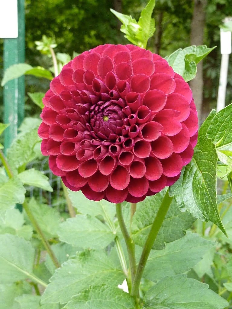 Joan's Collection @ Two Pony Two Pony Dahlia Plant 'CORNEL’ Joan's Collection