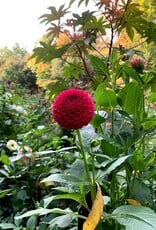 Joan's Collection @ Two Pony Two Pony Dahlia Plant 'CORNEL’ Joan's Collection