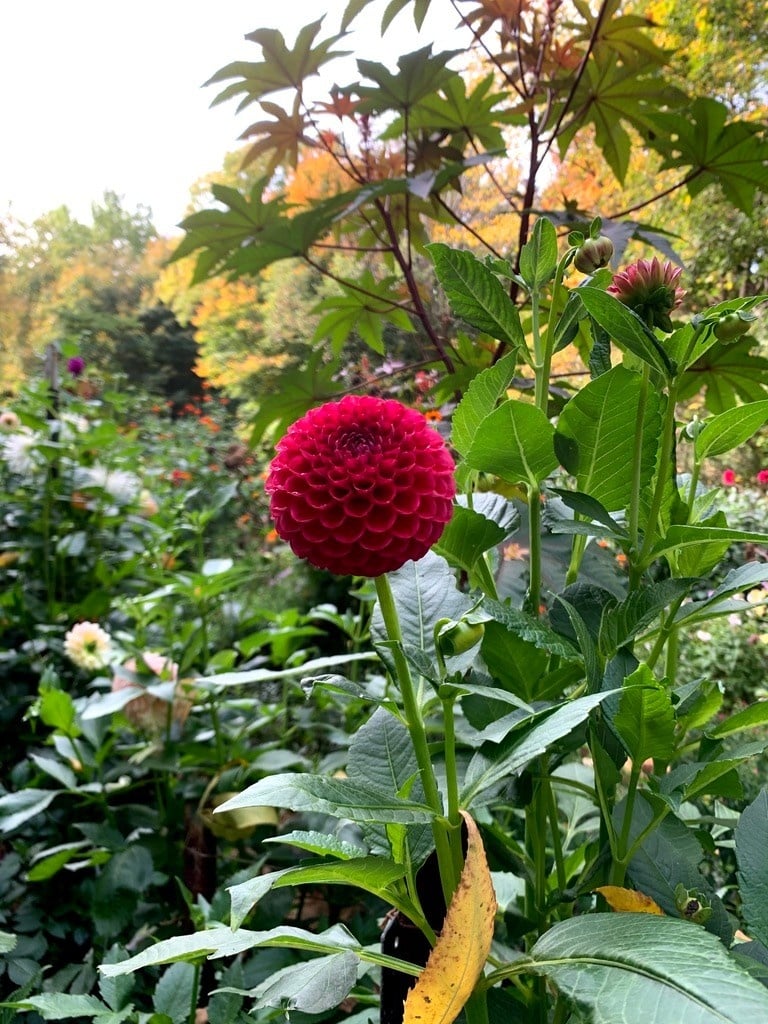 Joan's Collection @ Two Pony Two Pony Dahlia Plant 'CORNEL’ Joan's Collection