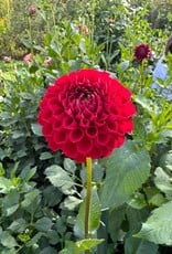 Joan's Collection @ Two Pony Two Pony Dahlia Plant 'CORNEL’ Joan's Collection