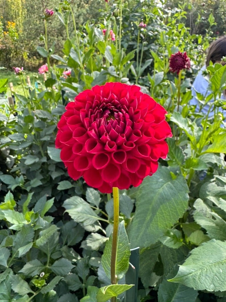 Joan's Collection @ Two Pony Two Pony Dahlia Plant 'CORNEL’ Joan's Collection